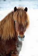 cheval