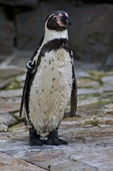 Fototapeta premium Zoo Osnabrück