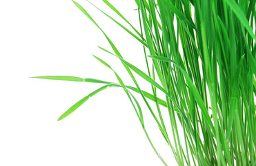 Fototapeta premium Young green grass