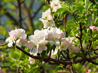 Apple tree blossom - 13303668