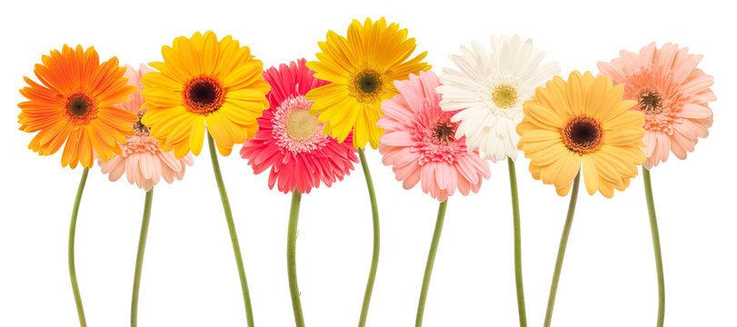 colorful daisy flowers