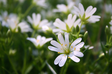 Spring flower