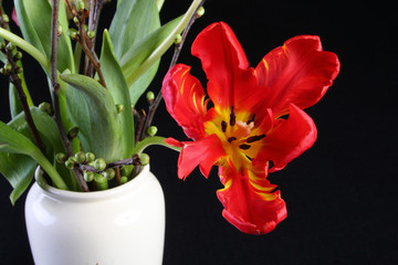 Tulpe