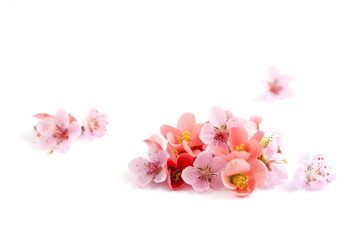 Fototapeta na wymiar wiosenne wiśniowe kwiaty na białym tle