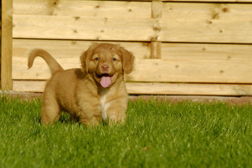 Nova Scotia Duck Tolling Retriever Welpe