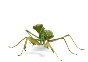 Mantis religiosa