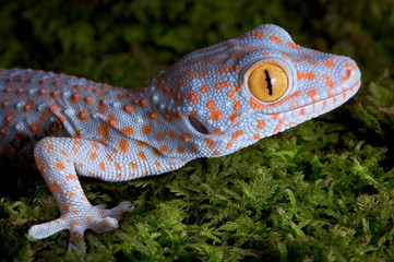 Tokay gecko close up