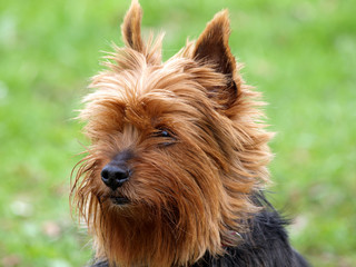 Yorkshire Terrier