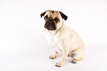Obraz premium pug dog