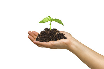 woman holding a growing plant in her hand