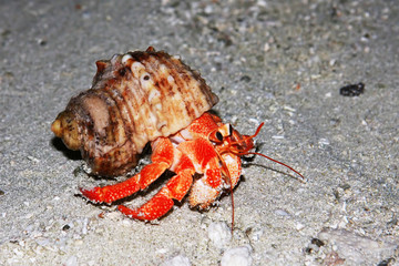 Maldivian sand crab