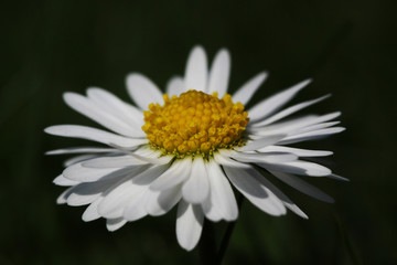 Fototapeta premium Gänseblümchen