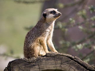 Fototapeta premium Erdmännchen