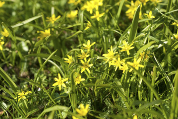 Gagea lutea. Flower.