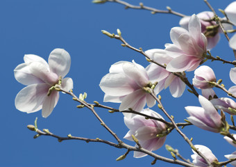 Pink and white magnolia © Ionia