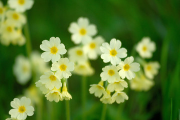 Schlüsselblumen