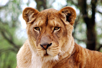 Fototapeta na wymiar Lioness 2
