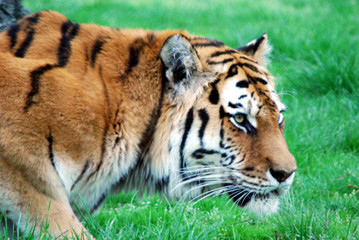 Tigre