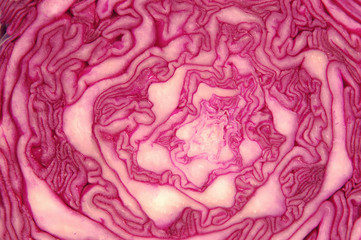Obraz premium RED CABBAGE