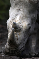 Fototapeta premium Breitmaulnashorn