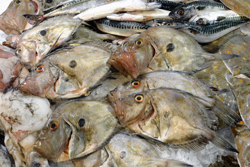 John Dory on display at a fishmonger