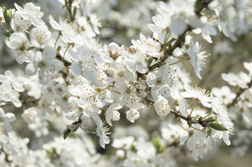 Kirschblüte 7