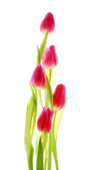 bunch of tulip flowers