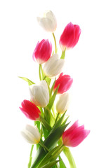 tulip flowres