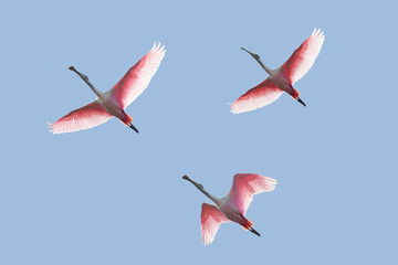Fototapeta premium Roseate Spoonbills In Flight