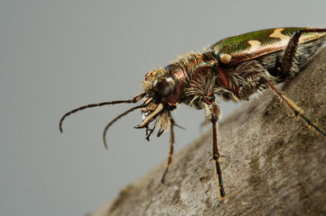 Carabidae  restricta