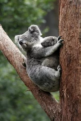 Lichtdoorlatende gordijnen Koala Koalabeer moeder en baby