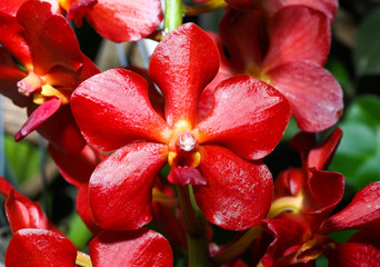 An Orchard Show in a botanical garden