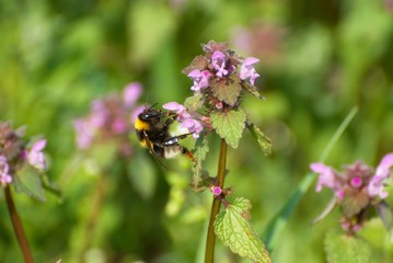 Hummel und Nessel