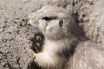 prarie dog