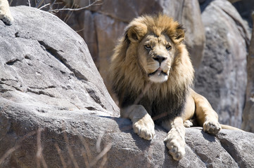 King of the beasts sitting on a rock