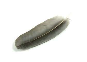 black feather