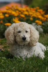 caniche et fleurs