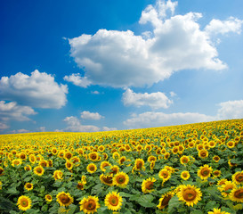 sunflower field