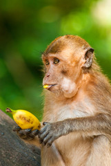 overeating monkey portrait