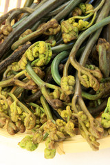 ワラビ（水煮）