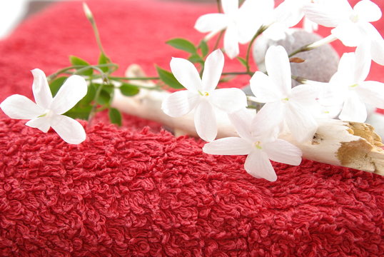 fraicheur de jasmin