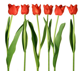 tulipani