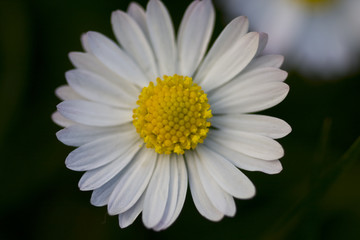 Obraz premium margherita