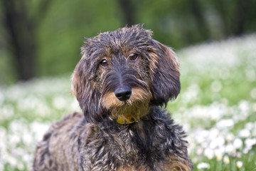 bassottino tra le margherite