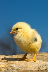 chick