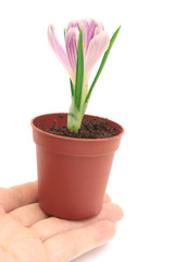 Crocus in a hand.