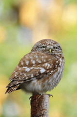 The Little Owl (Athene noctua), K.Tivon, Israel
