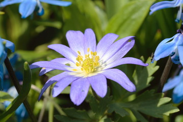 Anemonenblüte