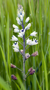 Roman Hyacinth