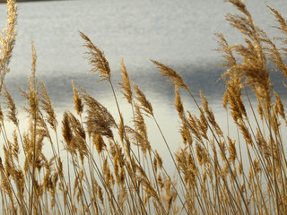 carrizo